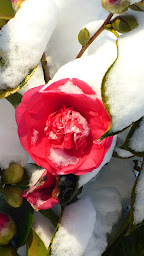 Photo n°19 de Co&Rance 22 à Évran (Association culturelle)