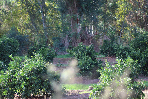 La Lapa Lorente