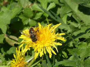 Photo n°12 de Nayral du Zénith à Saint-Félix-Lauragais (Magasin bio)