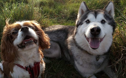 The Dog Spa Hutton Gallery - United Kingdom