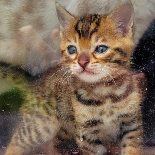 Elevage de chats Bengal Wonderfullarche, chatons Bengal à vendre - Thumbnail