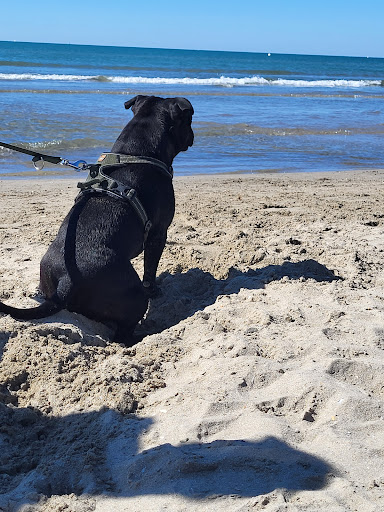 Plage chien - repère 60 - Thumbnail