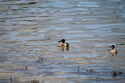 Wells-Elings Marsh Trail - Thumbnail