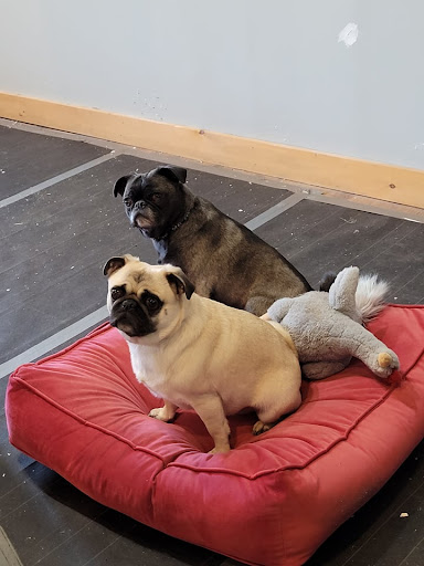 603 Paws LLC - Thumbnail