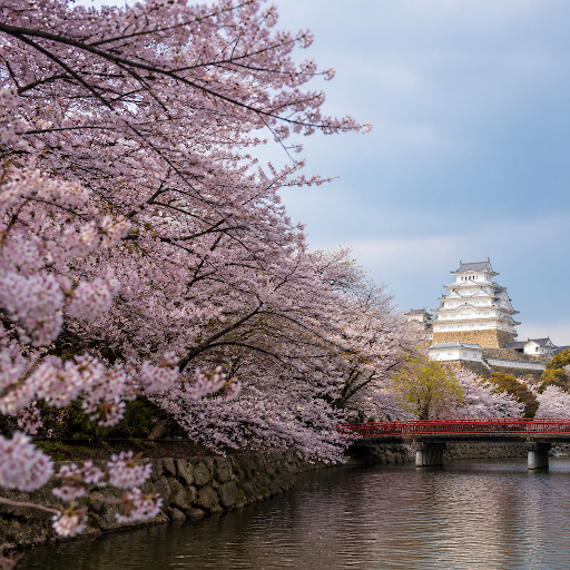 Experience the magic of Japan’s sakura season with beautifully crafted cherry blossom tours from… post image