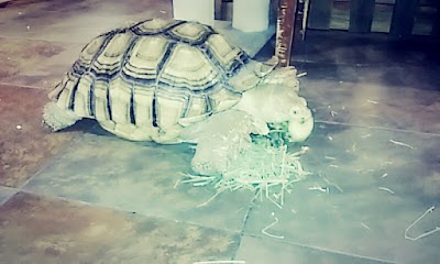 pet-store