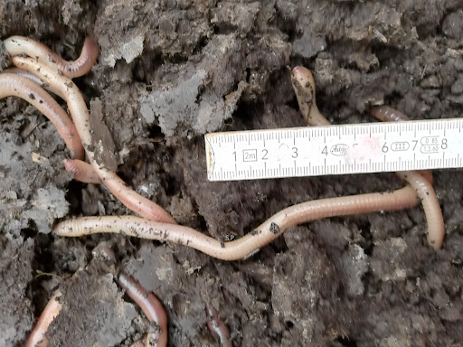 Kanadischer-Tauwurm.de - Thumbnail