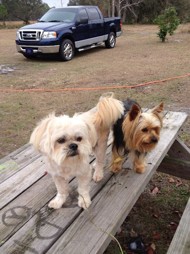 Beth's Pet Services - Visual