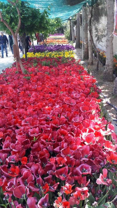 Photos of Zarafshan Flowers