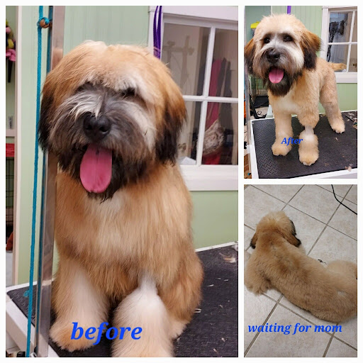 Irish Touch Pet Grooming - Thumbnail