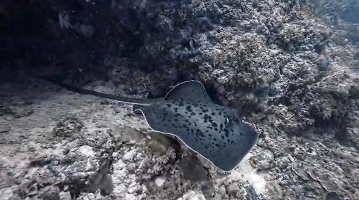 Aquadiving Tours - Visual