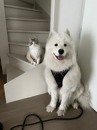 Hello Paws Bordeaux - Thumbnail
