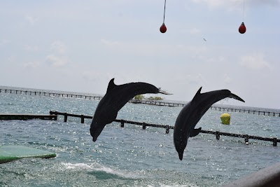 Photos of Oceanarium Rosario Islands