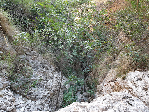 León Durmiente de Montaña - Thumbnail
