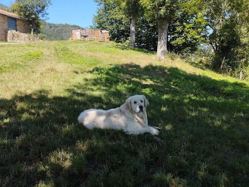 Hotel para perros Entender a mi perro