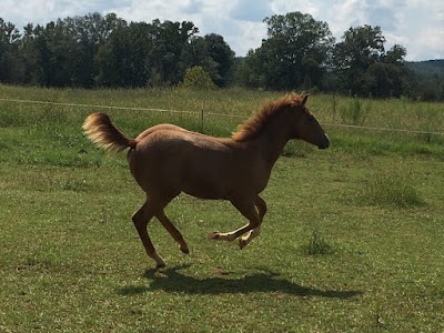 Lightning Strike Ranch