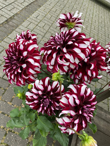 Magnolia der Blumenladen - Thumbnail
