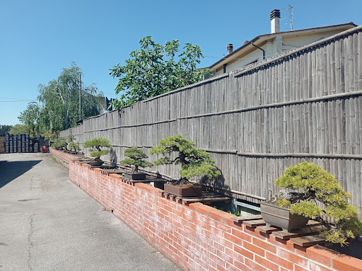 Il Museo Del Bonsai - Thumbnail