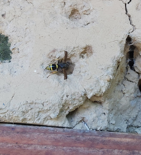 Bienenhotel - Thumbnail