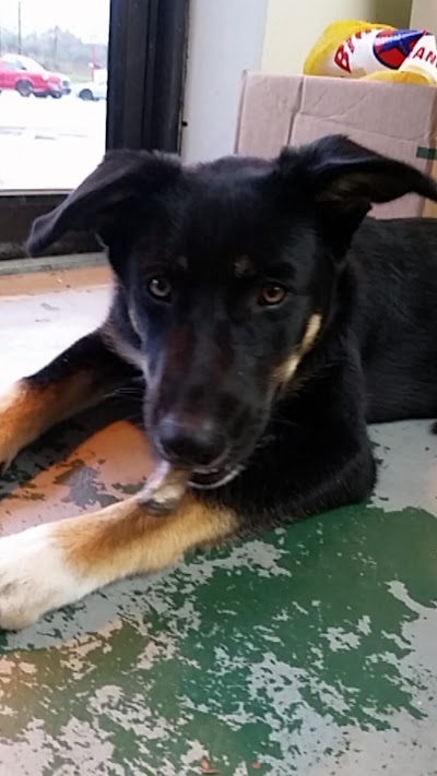 Photos of All Creatures Feed & Pet LLC
