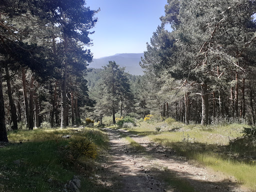 Alto del casetón - Thumbnail