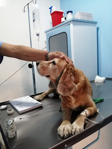 Centro Veterinario Neza