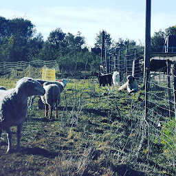Photo n°1 de Ferme des Grands Gherissi à Parignargues (Éleveur)
