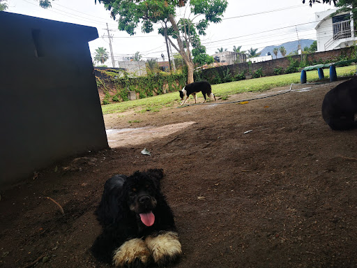 Alebrije Pet Camp - Thumbnail