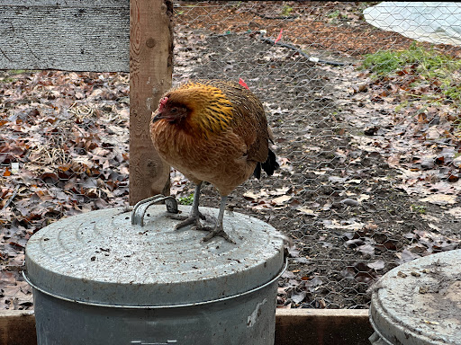 Chicken Window - Visual
