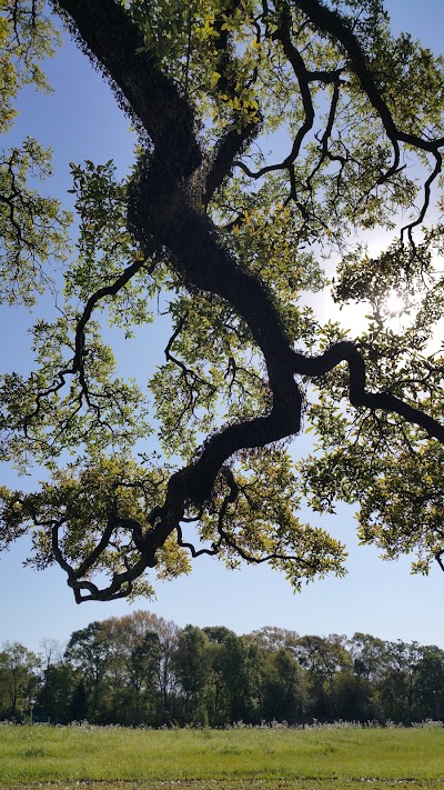 Survivor Oak