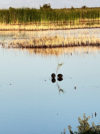 Imperial Wildlife Area - Bird Viewing Platform - Thumbnail