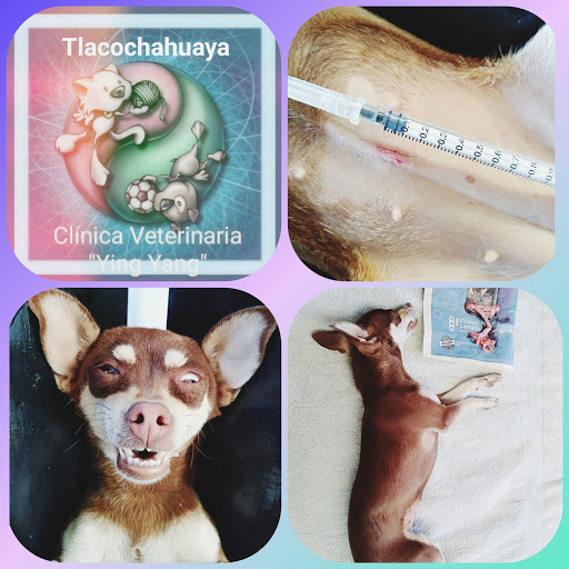 Clínica veterinaria Ying Yang