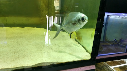 Acuario Fish Factory - Thumbnail