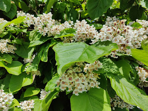 Photo n°67 de Auberge Ecurie du Rhin à Neuhaeusel (Restaurant français)