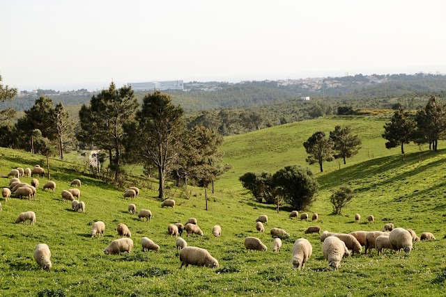 Quinta do Pisão