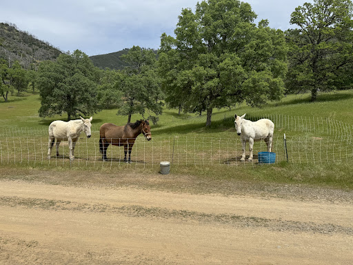 Eleven Roses Ranch Logo