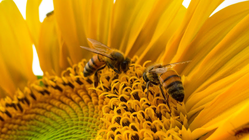 Maier's Honigmanufaktur in Trier Irsch photo