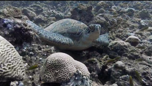 Aquadiving Tours - Visual
