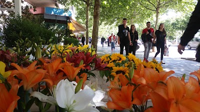Photos of Capital Tirana Hotel