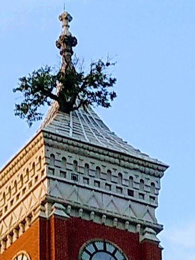 Tree Growing from Courthouse