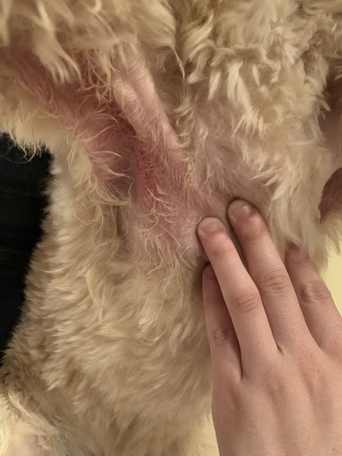 Cindy's Pet Spa - Thumbnail
