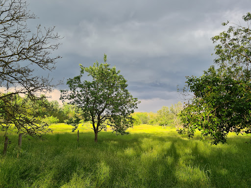 Heidewald - Thumbnail