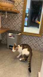 Photo n°50 de Brika chez el haj à Ivry-sur-Seine (Restaurant de spécialités du Moyen-Orient)