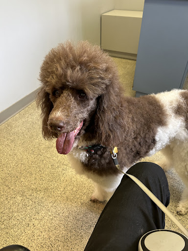 Wake Forest Animal Hospital - Thumbnail