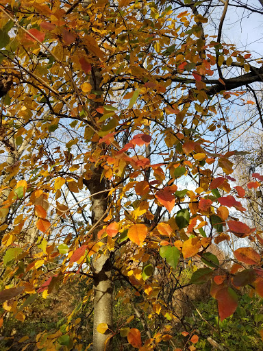 Cannonsburgh Trailhead - Thumbnail