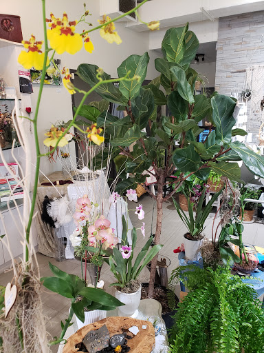 Jazz Fleurs - Visual