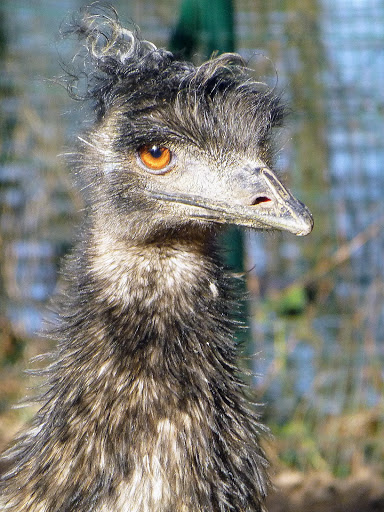 Emus - Visual