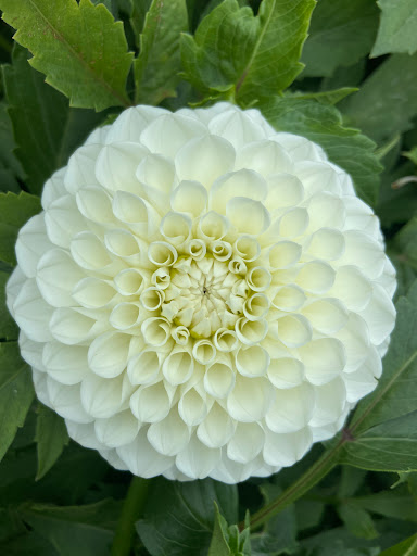 Furrow Flower Farm LLC
