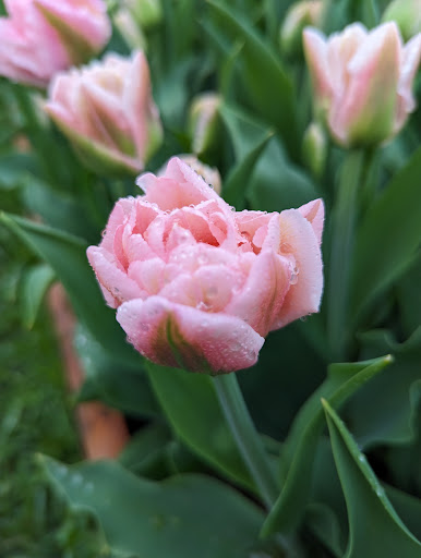 Ail Lys ferme florale - Thumbnail