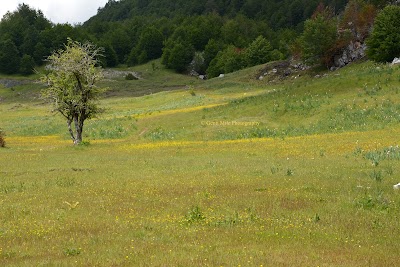 Linos, Tirane, Albania